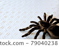 Tarantula looking for food on an iron plate 79040238