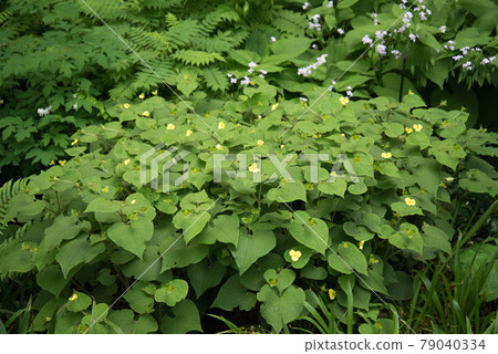 A bright green bush with small yellow flowers. Green vegetation in the open ground 79040334