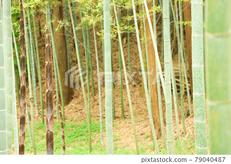 Bamboo forest image 79040487