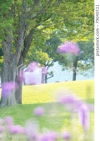A walk through the grass in the park 79040531