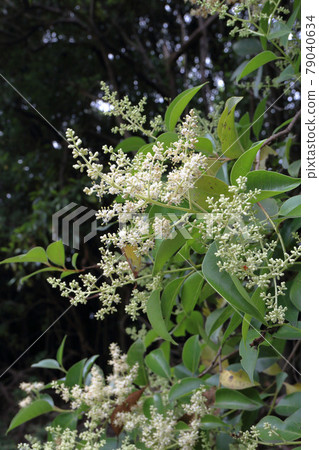 Rat bean flower 79040634