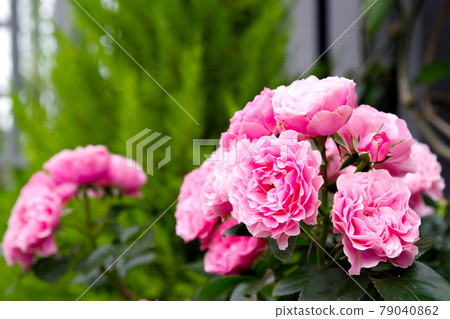 Rose flower Leonardo da Vinci Rose flower Leonardo da Vinci 79040862