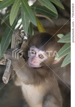 Japanese macaques 79040969