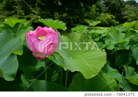盛開在夏天早晨的蓮花 盛開在夏天早晨的蓮花 79041375