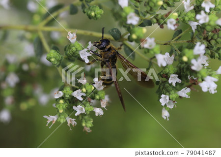 蜜蜂吮吸初夏花園裡盛開的牛至花的花蜜 蜜蜂吮吸初夏花園裡盛開的牛至花的花蜜 79041487