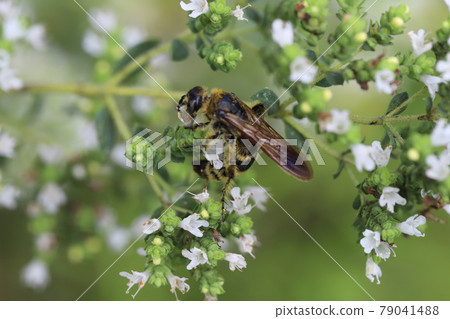 蜜蜂吮吸初夏花園裡盛開的牛至花的花蜜 蜜蜂吮吸初夏花園裡盛開的牛至花的花蜜 79041488