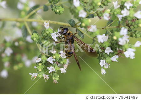 蜜蜂吮吸初夏花園裡盛開的牛至花的花蜜 蜜蜂吮吸初夏花園裡盛開的牛至花的花蜜 79041489