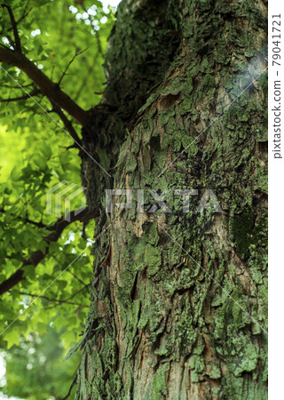 在鈴掛的林蔭道上 79041721