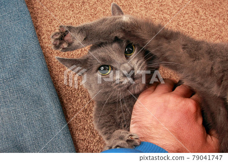 grey cat with a serious look played with the hand 79041747
