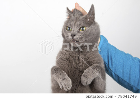 the grey cat is held by the man's hand by the scruff 79041749