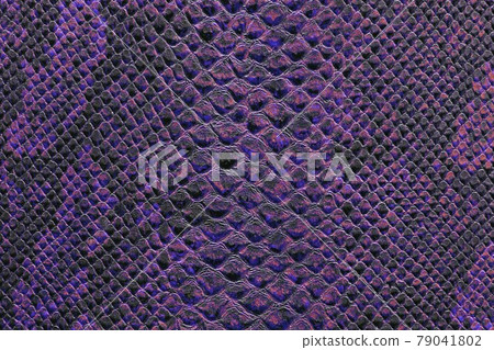 the texture of snake skin 79041802
