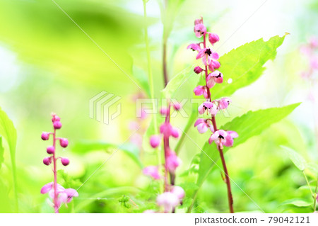 Pyrola asarifolia that grows in the forest green Pyrola asarifolia that grows in the forest green 79042121