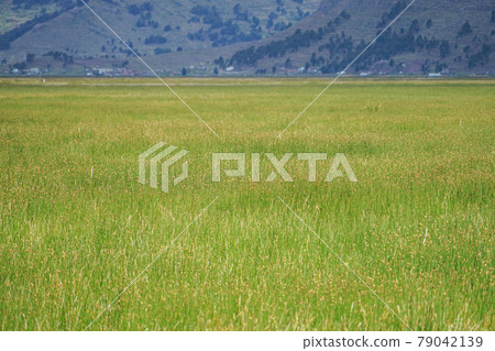 的喀喀湖 79042139