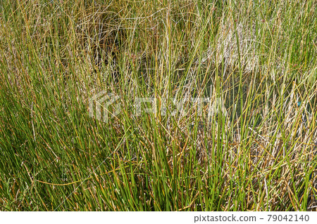 龍貓 龍貓 79042140