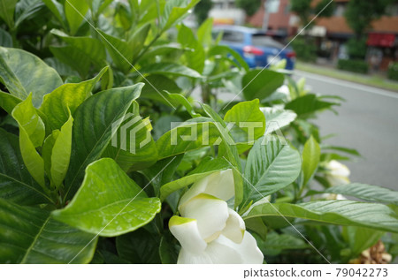 Gardenia flowers blooming beside the road through which cars pass Gardenia flowers blooming beside the road through which cars pass 79042273