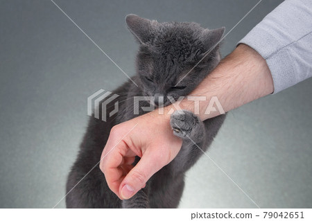 grey cat clasped his paws a man's hand grey cat clasped his paws a man's hand 79042651