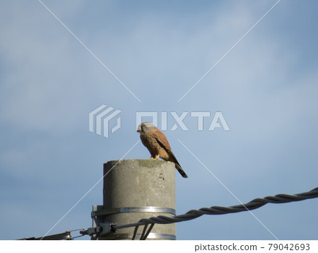 Kestrel Kestrel 79042693