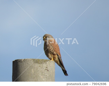 Kestrel Kestrel 79042696