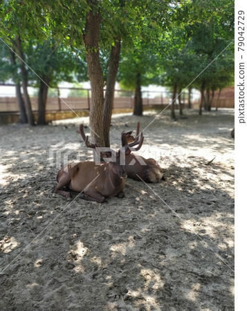 deer with large antlers lies in the shade of a tree 79042729