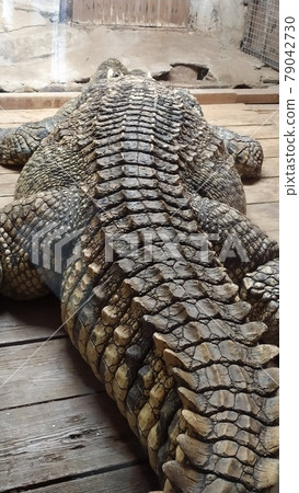 old crocodile in a cramped space old crocodile in a cramped space 79042730