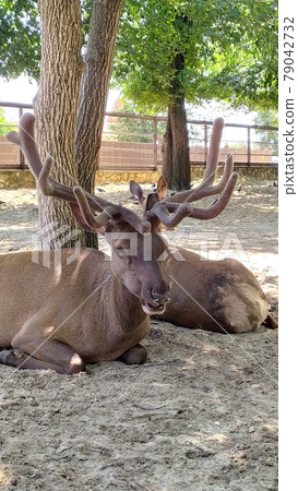 deer with large antlers lies in the shade of a tree deer with large antlers lies in the shade of a tree 79042732