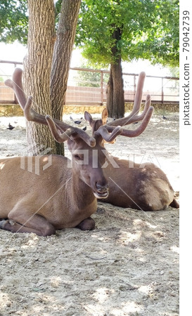 deer with large antlers lies in the shade of a tree 79042739