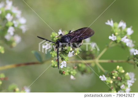 Oregano nectar-sucking bee that blooms in the early summer garden 79042927