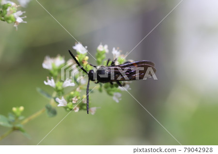 Oregano nectar-sucking bee that blooms in the early summer garden 79042928