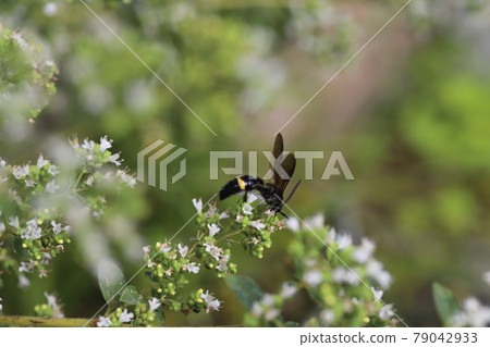 初夏花園中盛開的牛至吸蜜蜂 79042933