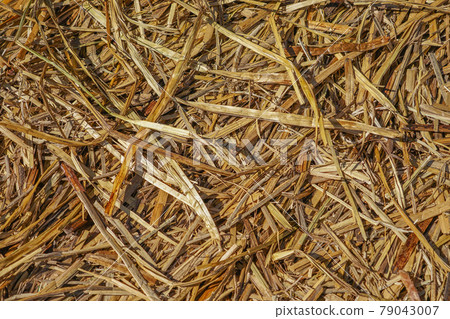 Totora floor on Uros Island 79043007