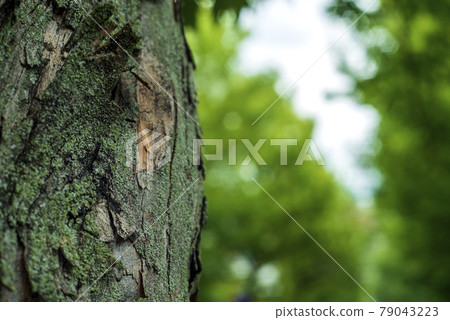 鈴掛林蔭路 79043223