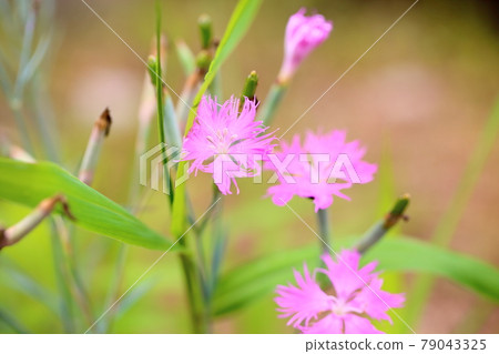 Dianthus flower 79043325