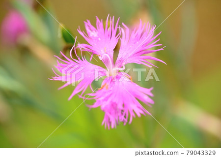 Dianthus flower Dianthus flower 79043329
