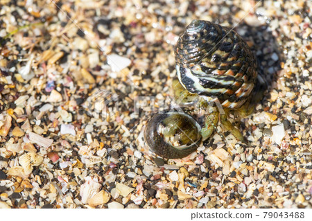 Hermit crab Hermit crab 79043488