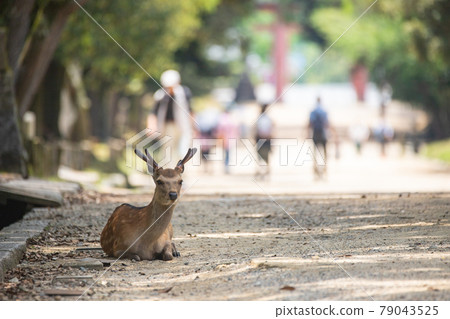 鹿在公園裡 鹿在公園裡 79043525