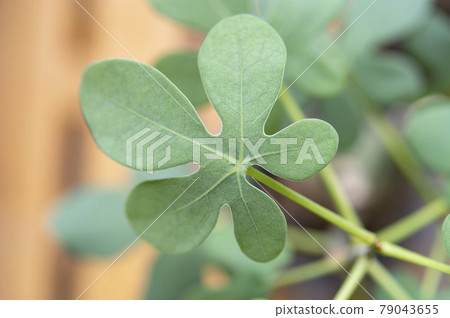 Leaves of the phantom butterfly Chasuble (Adenia Grauca) Leaves of the phantom butterfly Chasuble (Adenia Grauca) 79043655