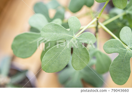 Leaves of the phantom butterfly Chasuble (Adenia Grauca) 79043660