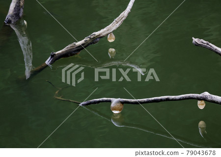 Jelly-like Pectinatella magnifica on a waterside tree Jelly-like Pectinatella magnifica on a waterside tree 79043678