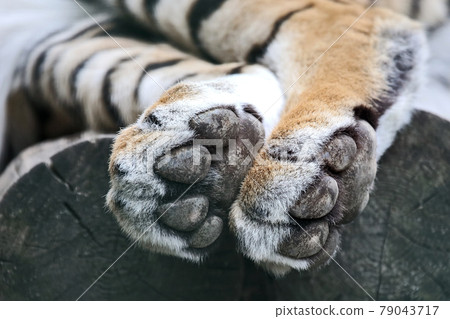 the hind legs of the tiger closeup 79043717