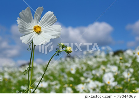 大阪70年世博會紀念公園的大波斯菊（白花） 79044069