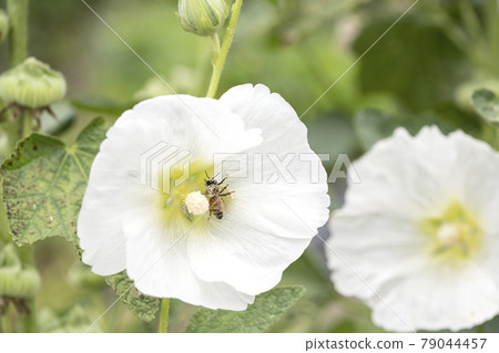 Honeybees that flew to the flowers to collect pollen Honeybees that flew to the flowers to collect pollen 79044457