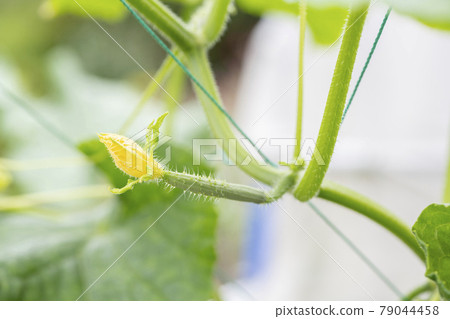 還帶花的小黃瓜 79044458