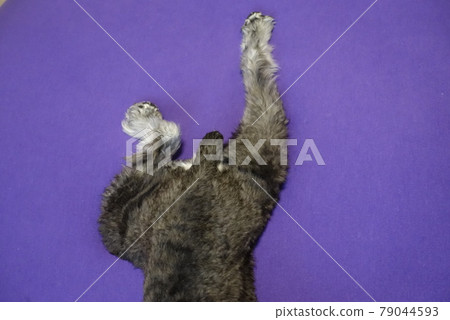 迷你雪納瑞下半身 79044593