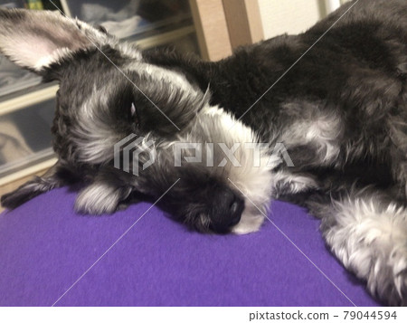 睡眠的迷你雪納瑞 79044594