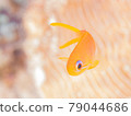可愛的海金少年 79044686