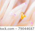 淘氣的海葵 79044687