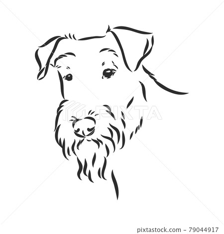 Airedale Terrier Dog. hand drawn. Vector illustration Airedale Terrier Dog. hand drawn. Vector illustration 79044917