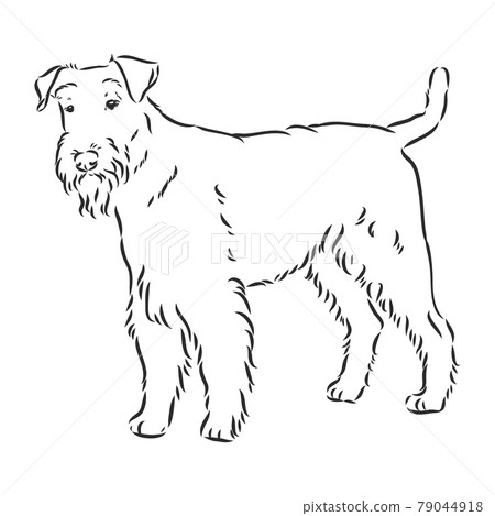 Airedale Terrier Dog. hand drawn. Vector illustration Airedale Terrier Dog. hand drawn. Vector illustration 79044918