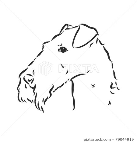 Airedale Terrier Dog. hand drawn. Vector illustration Airedale Terrier Dog. hand drawn. Vector illustration 79044919