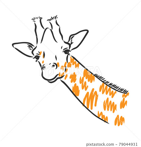 Black and white vector sketch of a male Nyala antelope 79044931